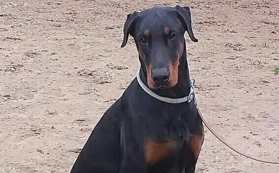 Tier der Woche: Hund Ernie ist ein kluger Clown