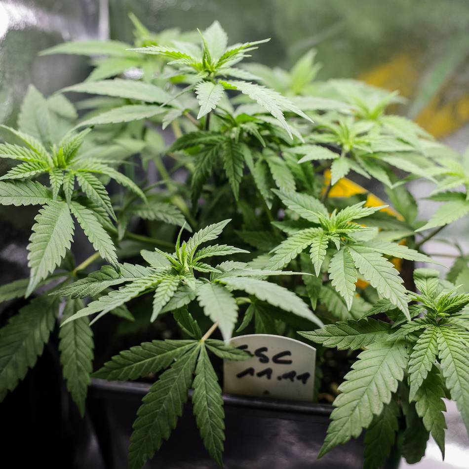 Hildens Erfahrungen nach einem Jahr Hanf-Freigabe: Die Cannabis-Euphorie ist verflogen