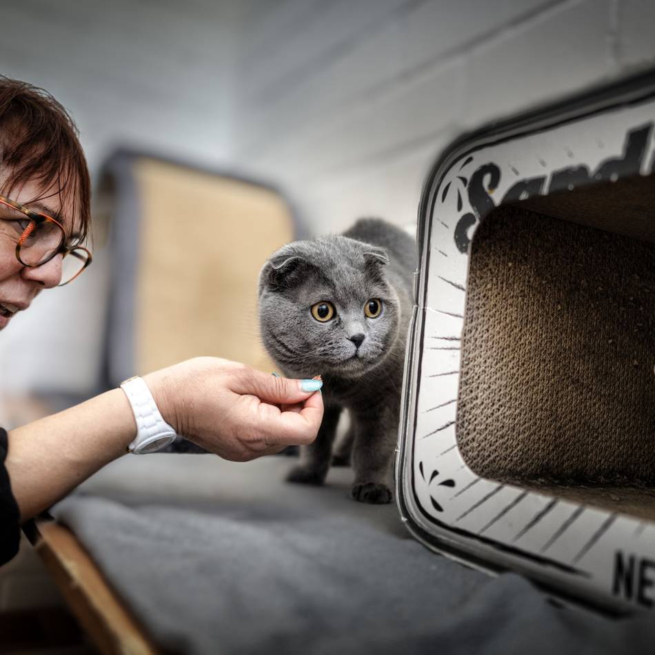 Zu viele Tiere im Heim: Tierheim verhängt Aufnahmestopp für Katzen