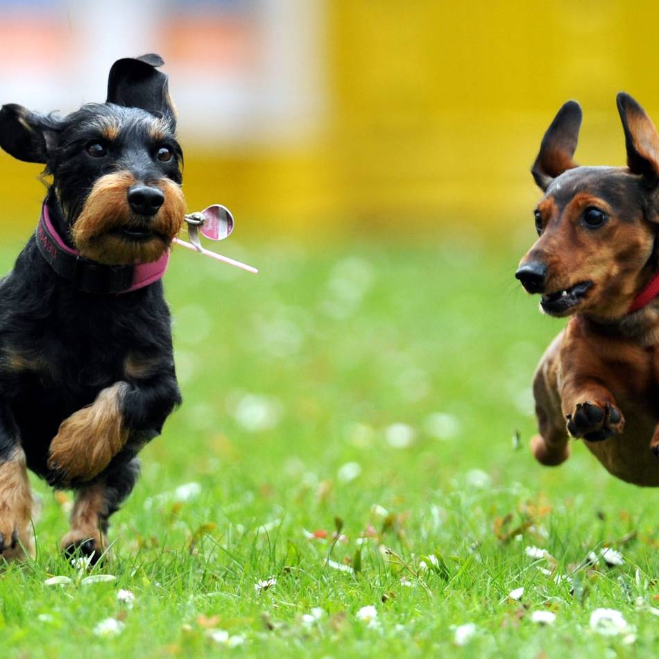 Hundesteuer in Hilden und Haan: Das zahlen Hundehalter in Hilden und Haan