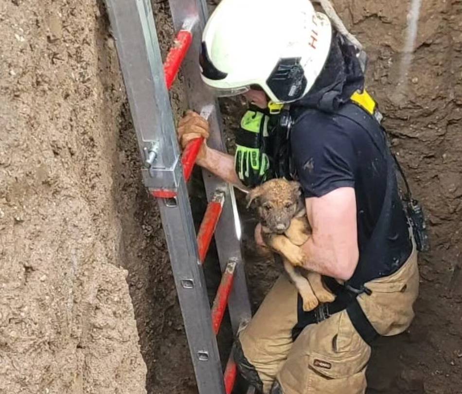 Tierischer Einsatz für die Feuerwehr in Hilden: Dramatische Rettungsaktion für Hunde-Welpen