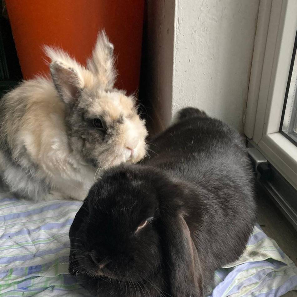 Tiere der Woche: Cleo und Clyde – Traumpaar sucht neues Zuhause