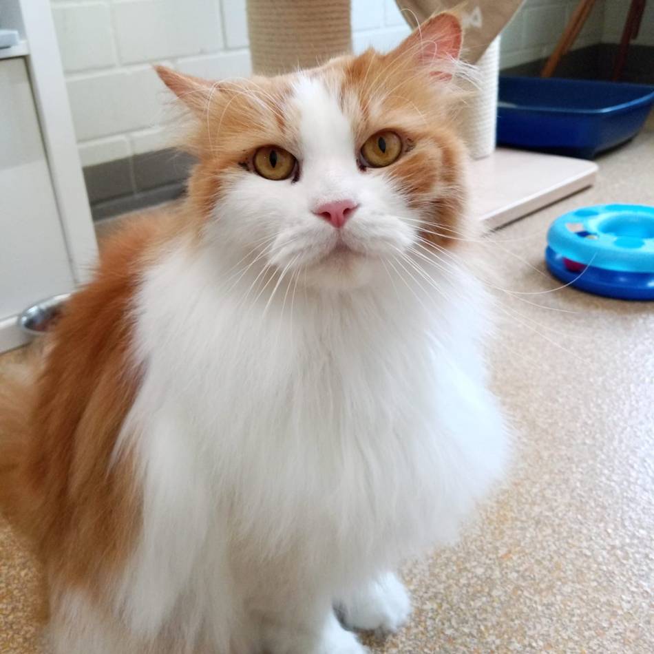 Tiere der Woche: Maxi & Hannes – schüchternes Brüderpaar sucht ruhiges Für-Immer-Zuhause