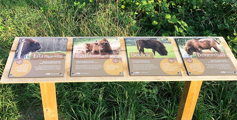 Eiszeitliches Wildgehege: „Steckbrief“ für Zuchtstier und Wisent-Damen