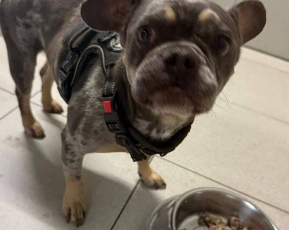 Französche Bulldogge vor Tierheim Hilden angebunden: Rusty – ausgesetzt mit Fressnapf und einem Brief