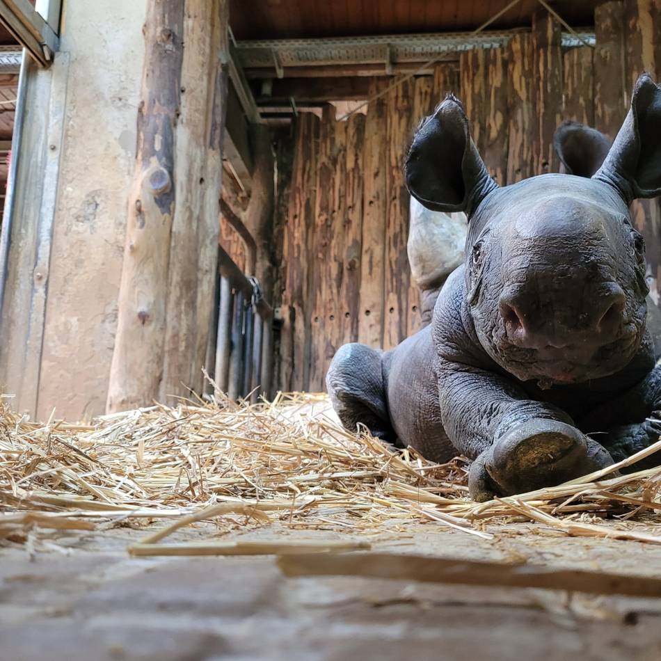 Kreis Mettmann – diese Zoos und Tierparks liegen quasi vor der Haustür: Wo man einen Mini-Elefanten oder ein Babynashörnchen bestaunen kann