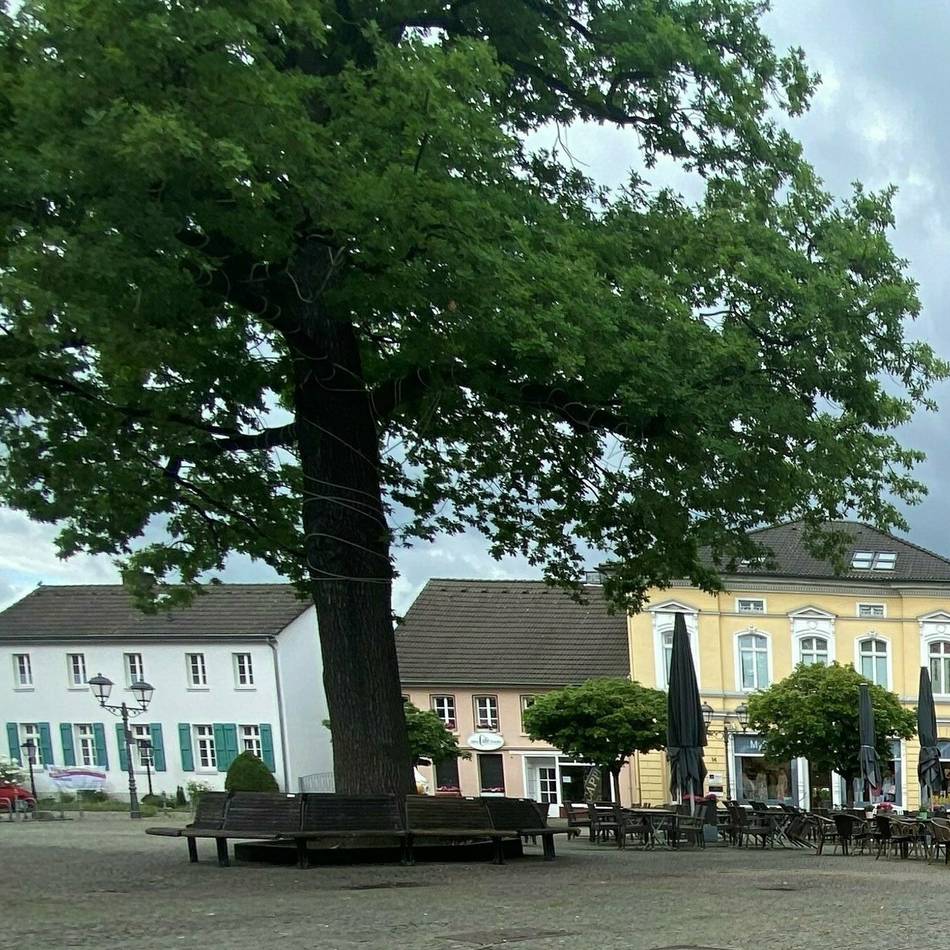 Viele Hildener in Sorge um „ihren“ Baum: Pilzbefall keine Gefahr für die Eiche am Alten Markt