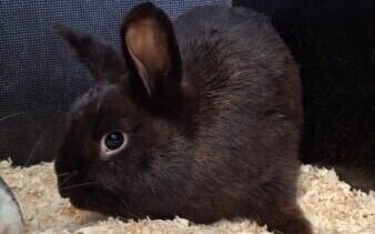 Tiere suchen ein Zuhause: Sanfter Kaninchenkumpel „Blacky“ sucht geduldige Menschen