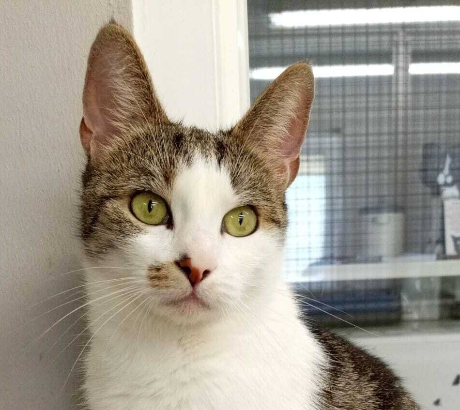 Tier der Woche aus Hilden: Katze Alina sucht liebevolles Zuhause mit Freigang