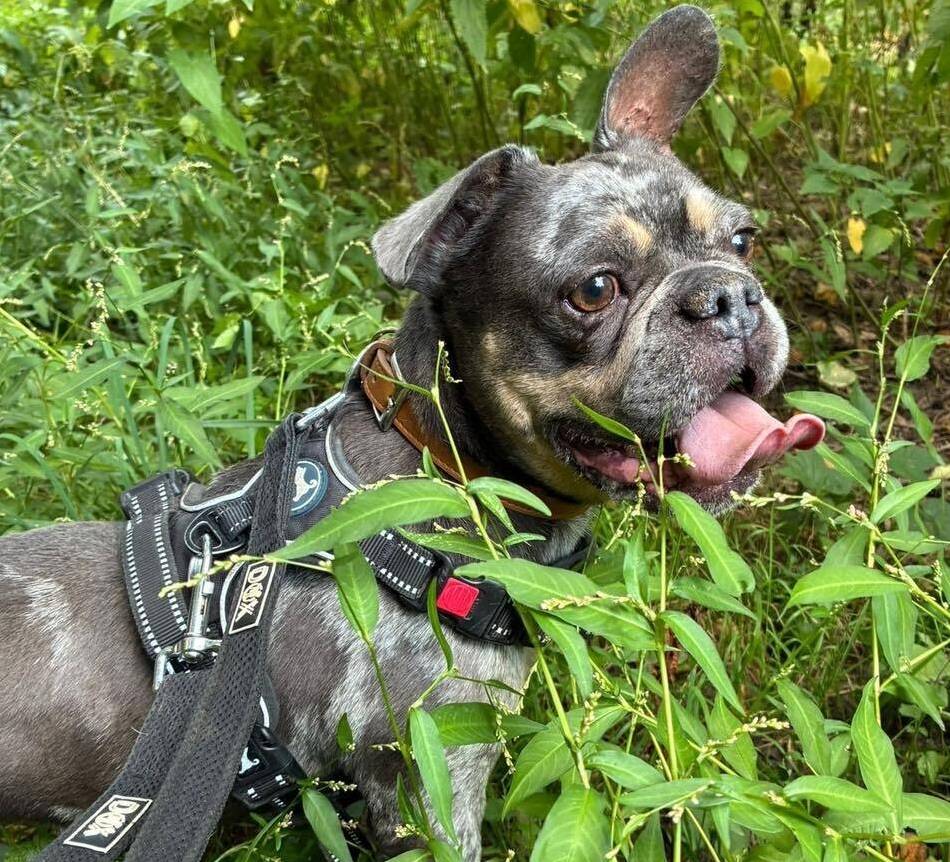 Ausgesetzte französische Bulldogge in Hilden: Der kleine Rusty taut im Tierheim langsam auf