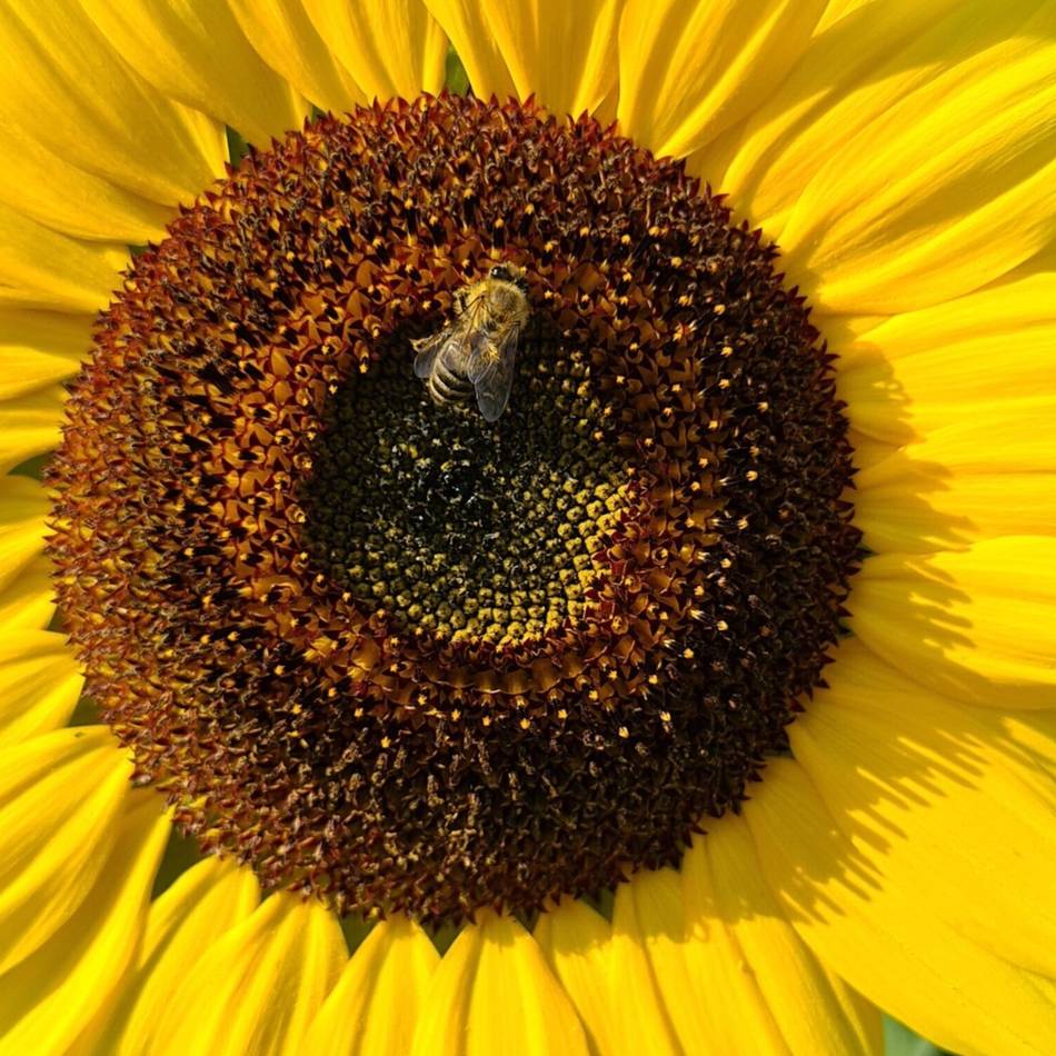 Klimaschutz in Hilden: Wettbewerb – Unternehmer sollen Flächen entsiegeln
