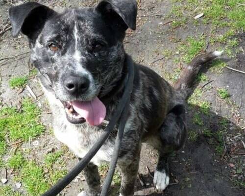 Tier der Woche aus Hilden: Tigra – eine sympathische Hundeomi mit Dickkopf